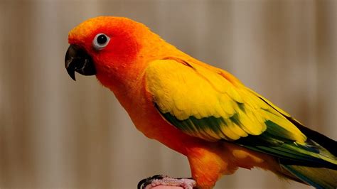 Sun Conure Facts, Behavior As Pets, Care, Feeding, Pictures | Singing Wings Aviary