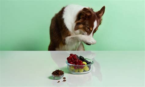 Can Dogs Eat Grapes or Raisins? | BeChewy