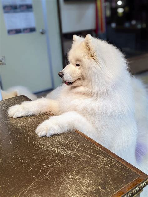 Samoyed cafe seoul – Artofit