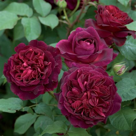 MUNSTEAD WOOD English Rose - bred by David Austin Shrub Rose A multi-award winning rose with ...