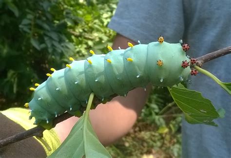 Cecropia Moth Caterpillar - What's That Bug?