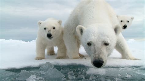 Snow Bears | Full Film | Nature | PBS