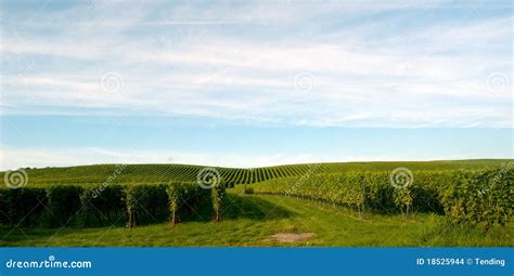 The Meersburg vineyards stock photo. Image of vineyard - 18525944