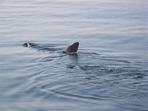 Basking shark 2 | Basking shark feeding on plankton off Newl… | Flickr