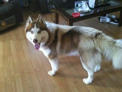 Love the long haired huskies! | Siberian husky clothes, Husky, Cute animals