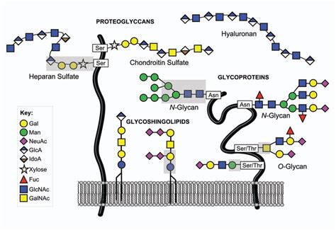 Major classes of mammalian glycans