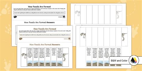 Fossil Worksheet | Fifth Grade Resource | Twinkl USA