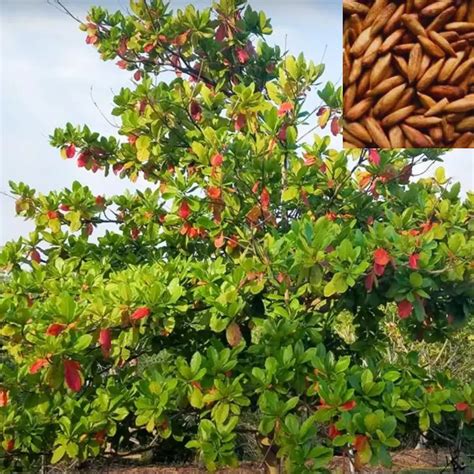 Badam-Indian Almond Tree "Terminalia Catappa" - Nursery Nisarga