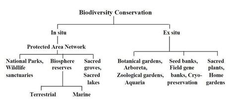 In situ Definition and Examples - Biology Online Dictionary