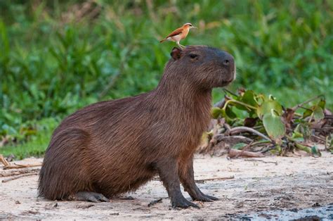 Capybara (Hydrochoerus hydrochaeris) | Capybara, Animals, Mammals