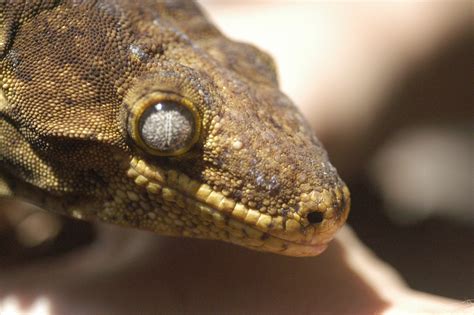 New Caledonia Giant Gecko - Honolulu Zoo Society