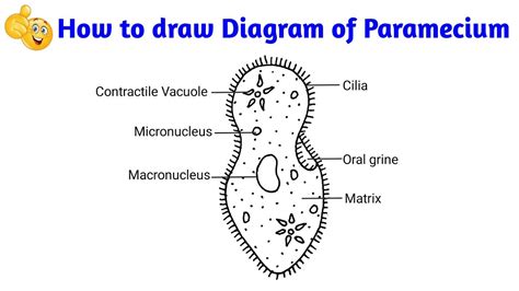 How to draw paramecium step by step | easy paramecium diagram - YouTube