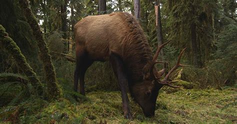 roosevelt elk