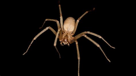 Brown Recluse Spider Bites Are Often Misdiagnosed : Shots - Health News : NPR