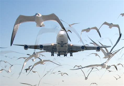 Birds Strike Delta Plane