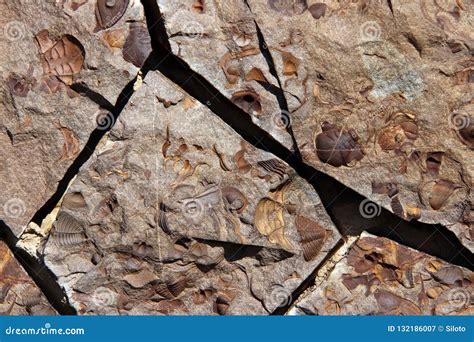 Group of Late Crustacean Fossils Stock Image - Image of oyster, animal: 132186007