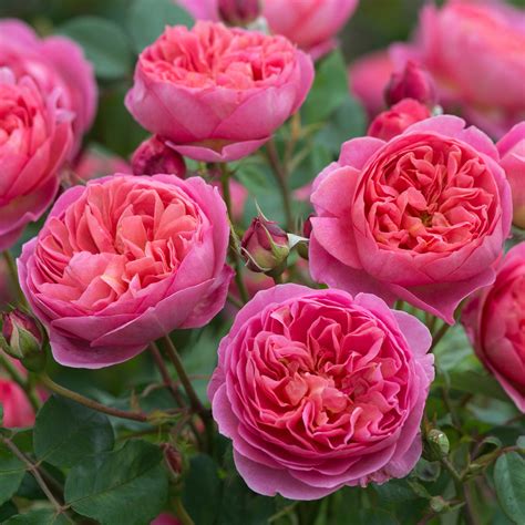 Boscobel | English Standard Rose | David Austin Roses