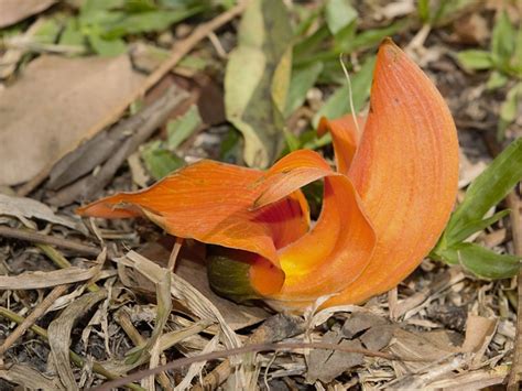 Palash Tree: Medicinal Benefits, Uses, Growing Guide and Care