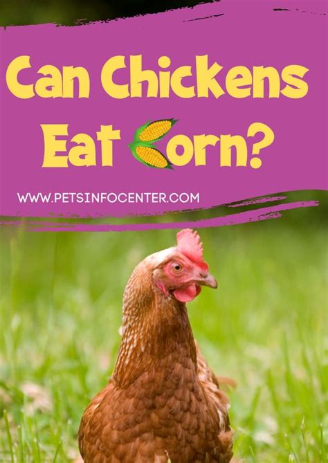 Can Chickens Eat Corn? - Pets Info Center