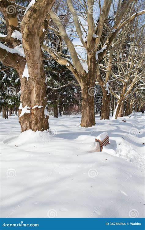 City park in winter stock photo. Image of nature, deep - 36786966