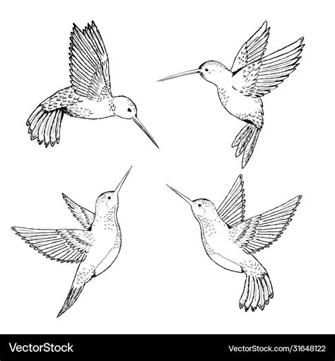 Set hummingbirds sketch pencil drawing hand Vector Image