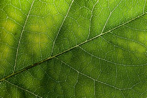 Leaf veins | Green texture background, Leaf texture, Green texture