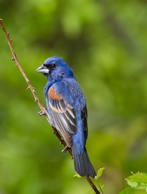 Blue Grosbeak male | Roads End Naturalist