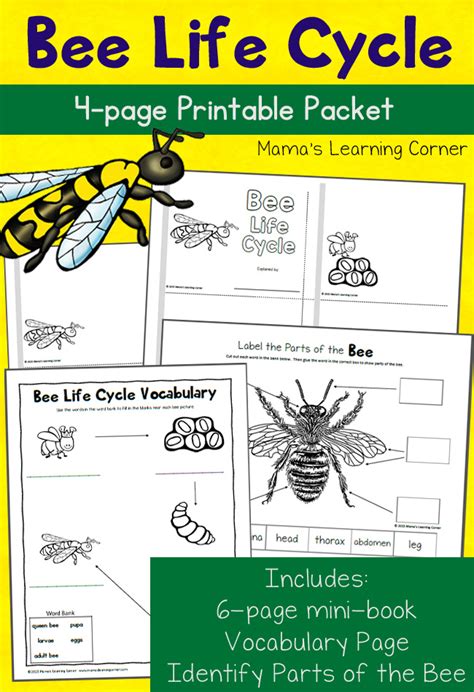 Printable Bee Life Cycle Worksheet