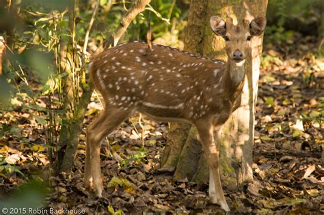 Wild Nepal - Celebrating Nepal's wildlife - Mammals of Nepal - Wild Nepal