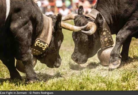 Visit the Cow Fighting Festival in Zermatt Switzerland