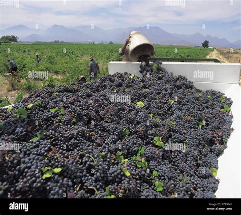 Harvesting Grapes in the Western Cape Stock Photo, Royalty Free Image ...