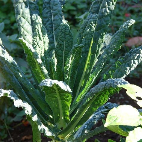 Seeds for Lacinato Kale | Brassica oleracea acephala | Amkha Seed