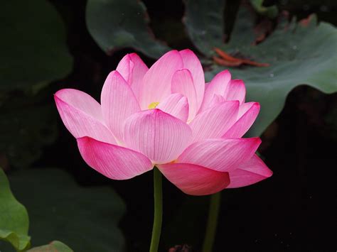 Free photo: Lotus Flower, Pink, Lotus - Free Image on Pixabay - 800036