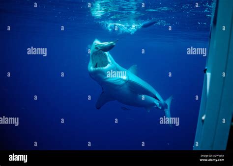 Great White Shark eating fish Carcharodon carcharias USA California Pacific Ocean Farallon ...