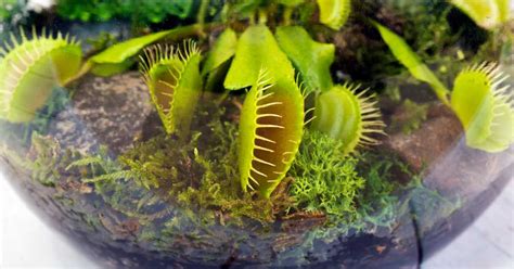 How to Create a Carnivorous Plant Terrarium: 7 Simple Steps - Simply Houseplants