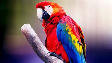 Animal Parrot HD Wallpapers - Wallpaper Cave