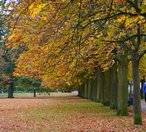 Autumn Greenwich Park England