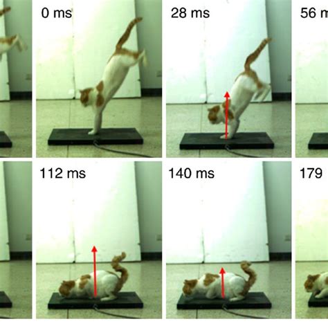 (Color online) The initial landing posture of cat during front stance ...