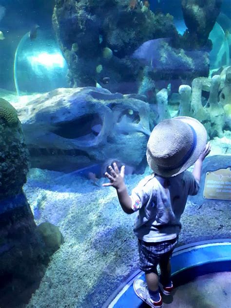 Sea Life, Benalmadena Aquarium - Activities, timetables and prices