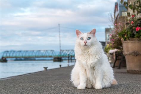 17 Cheapest Cat Breeds: Meet Affordable Cuties