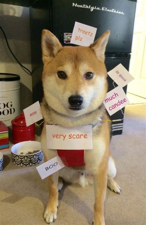 Real Life Doge Meme - This is totally what we should have done with our Shiba fo… | Pet ...