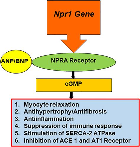 Frontiers | Molecular Signaling Mechanisms and Function of Natriuretic Peptide Receptor-A in the ...