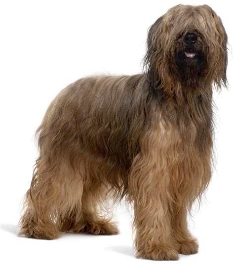 Briard - Dog Breed Guide