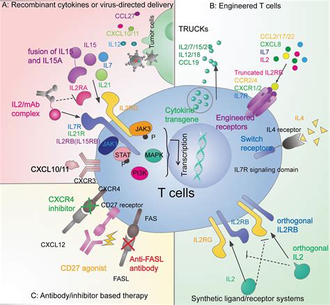 Frontiers | Cytokine and Chemokine Signals of T-Cell Exclusion in Tumors