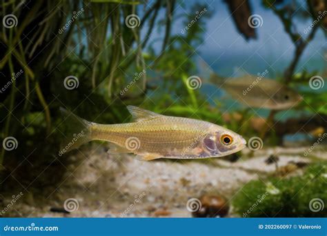 Juvenile Common Roach, Active And Curious Freshwater Fish In Planted ...