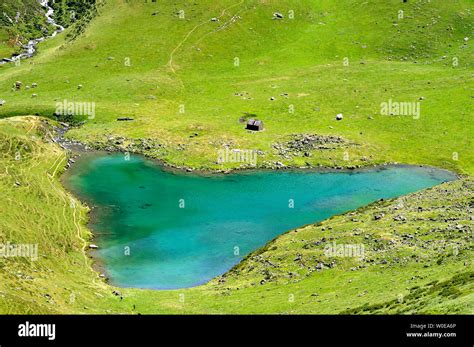 Cow Drawing Water High Resolution Stock Photography and Images - Alamy