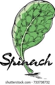 Spinach Leaf Hand Drawn Isolated Spinach Stock Vector (Royalty Free) 733738732 | Shutterstock