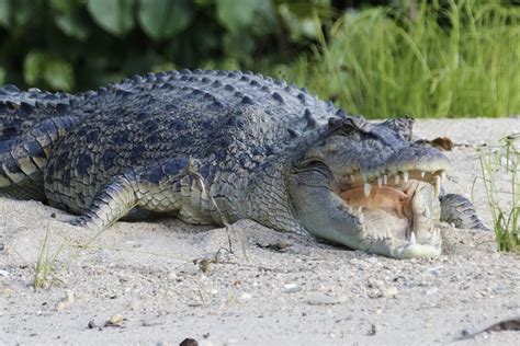 Giant 14-foot-long crocodile found with human remains in stomach | Live Science