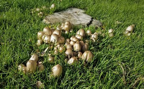 Mushrooms In My Lawn What Does It Mean at Steven Huff blog