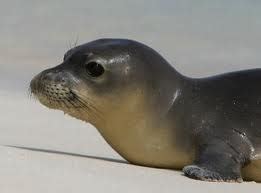 Hawaiian Monk Seal - Facts, Pictures, Habitat, Diet and Population,